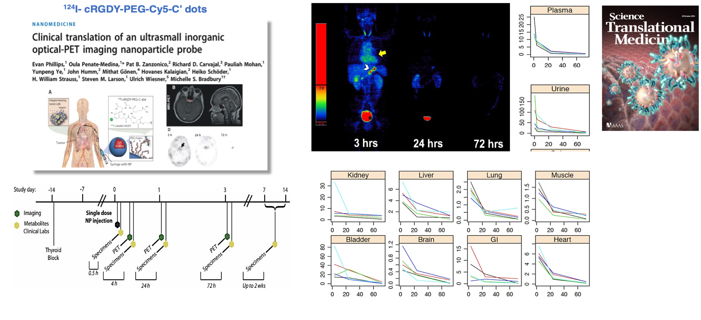 Improving pharmacokinetic (PK) properties, safety, and targeted delivery in melanoma patients diagrams